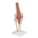Functional human knee joint model with ligaments