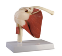 Anatomical model - shoulder joint with muscles