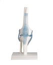 Anatomical model - Knee with ligaments