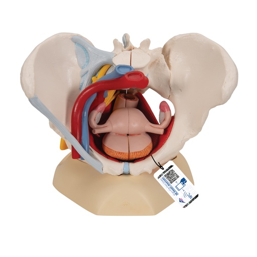 [122-031] Female pelvis with ligaments, vessels, nerves, pelvic floor and organs - 6 pieces 