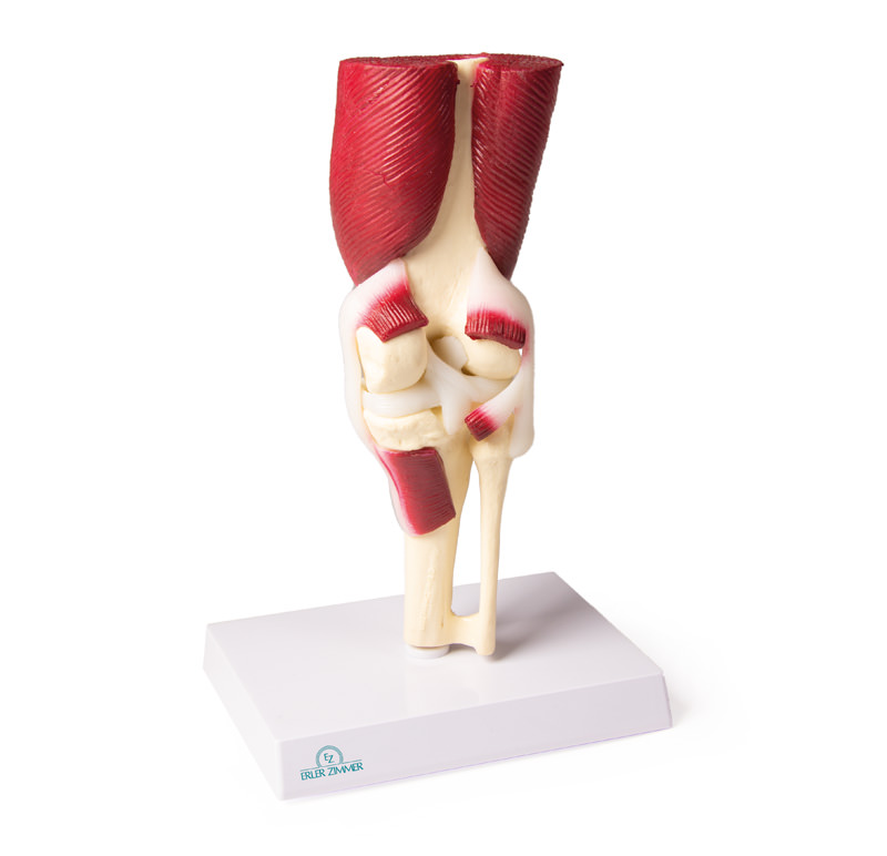 Anatomical model - Knee joint with muscles
