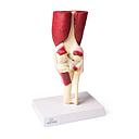 Anatomical model - Knee joint with muscles