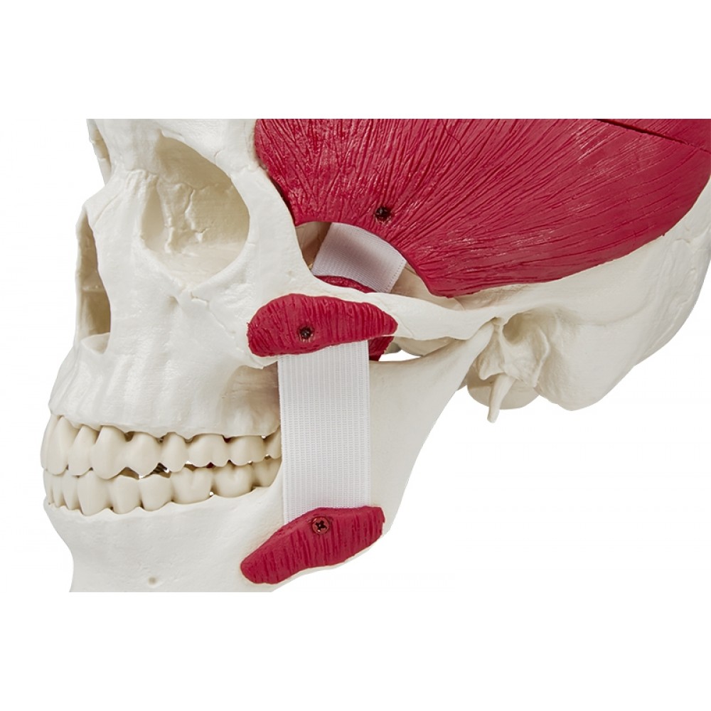 Modèle anatomique - Crâne humain avec muscles masticateurs