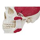 Modèle anatomique - Crâne humain avec muscles masticateurs