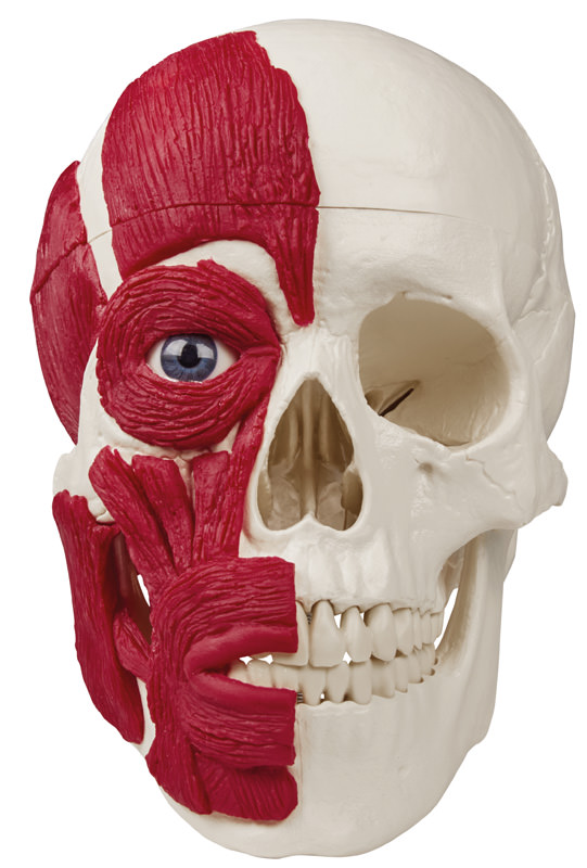 Anatomical model - Human skull with muscles