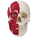 Anatomical model - Human skull with muscles