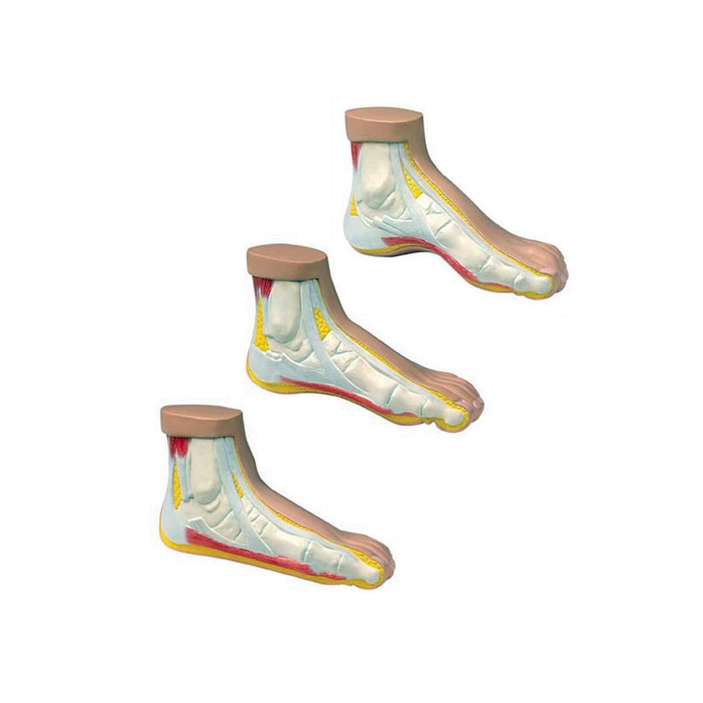 [110-254] Anatomical set of three (3) miniature feet