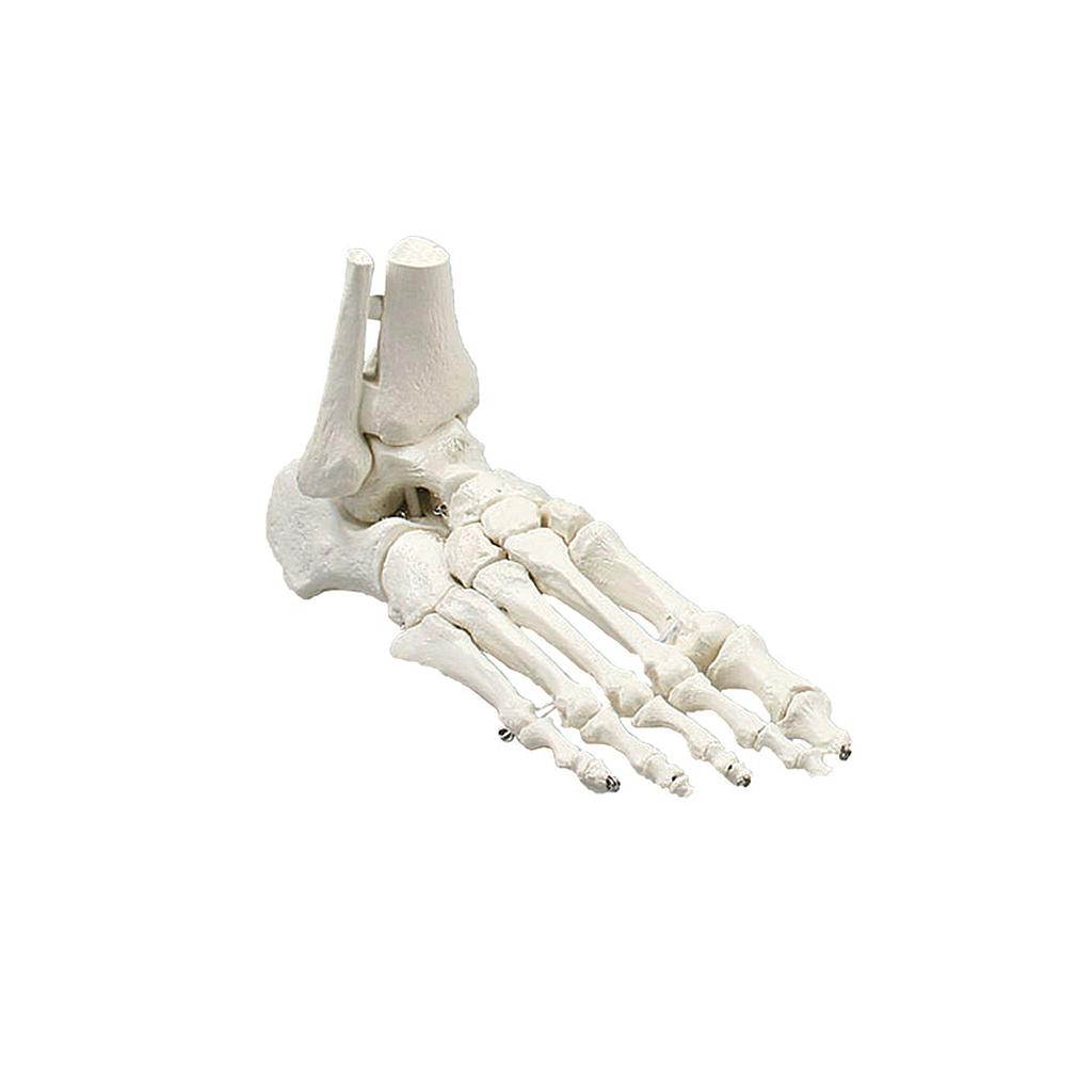 Modèle anatomique - Squelette du pied avec début de tibia et de péroné