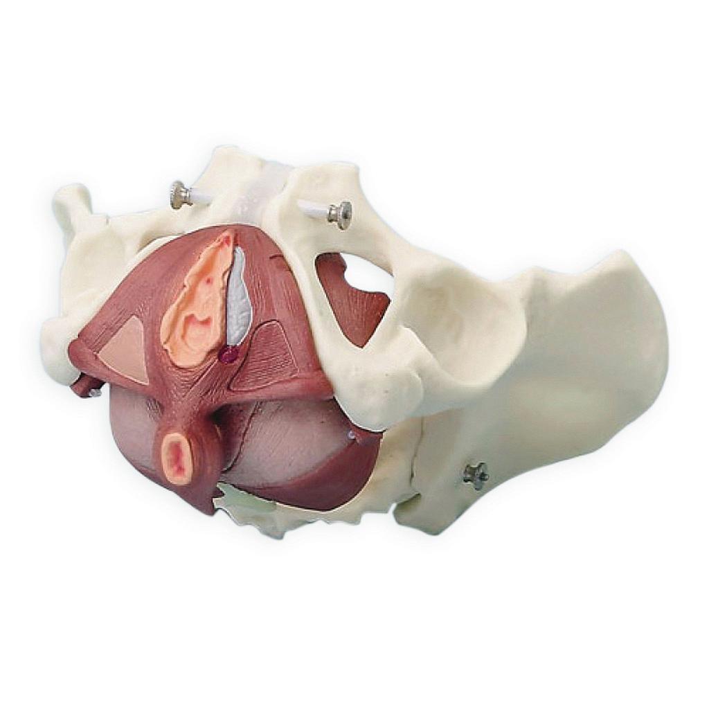 Anatomical model - Female pelvis
