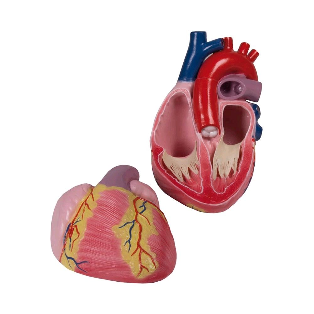 Model - Giant heart, 3 time life size, 2 parts