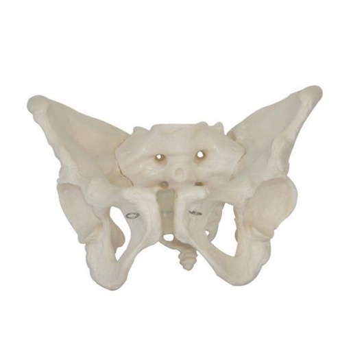 [111-923] Anatomical model - Adult female pelvis with removable sacrum