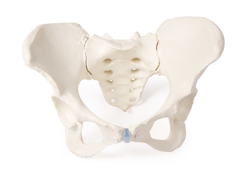 [111-923] Modèle anatomique - Bassin de femme adulte avec sacrum démontable
