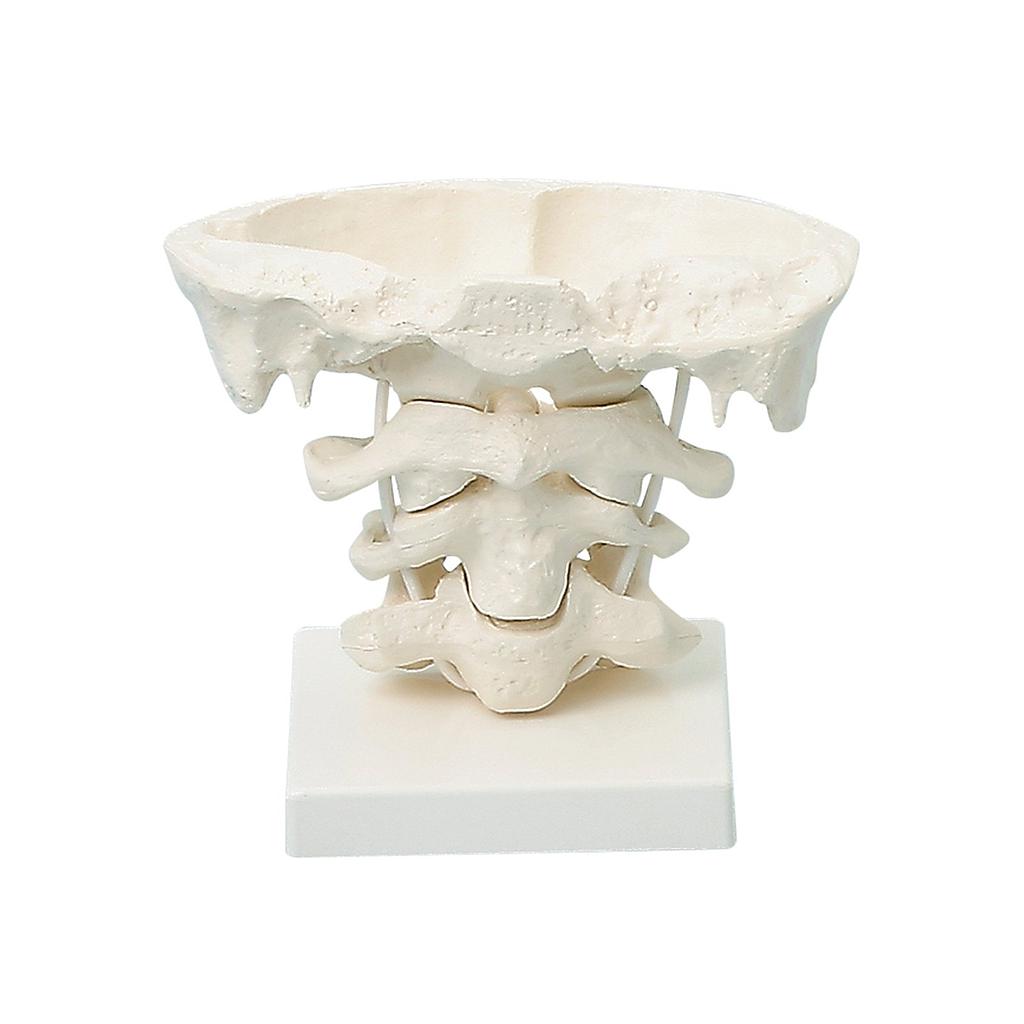 [111-940] Anatomical model - Head articulations, 2x enlargement with stand