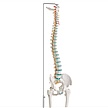 Model - Flexible spine