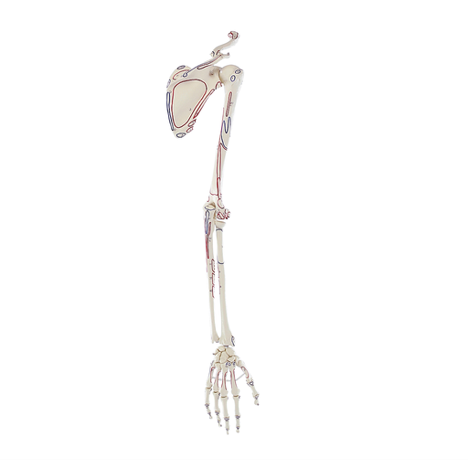 Anatomical model - Arm skeleton with shoulder girdle