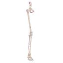 [119-827] Anatomical model - Skeleton of the leg with half basin, with muscle marking