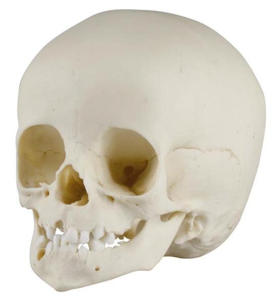 [121-171] Anatomical model - Child's skull 14 months