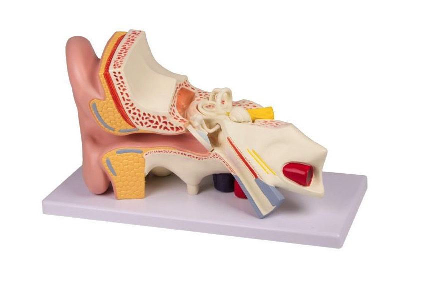 [103-835] Modèle anatomique -  Oreille classique