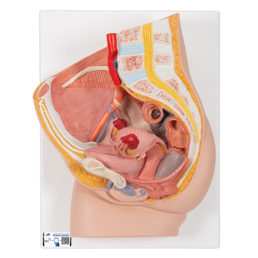 [122-310] Female pelvis model in median section, 2 part